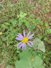 Aster indicus
