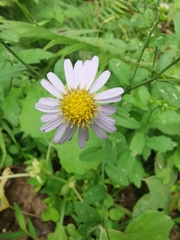 Aster indicus