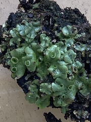 Marchantia polymorpha ruderalis