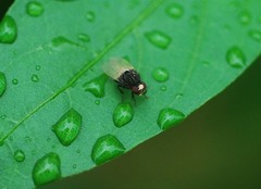 Minettia longipennis