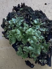 Marchantia polymorpha ruderalis