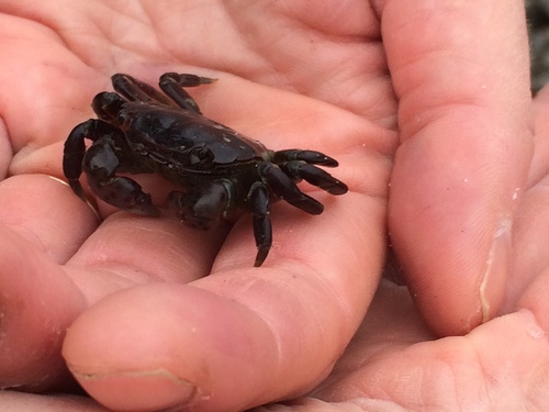 Purple Shore Crab, photo 9 of 10