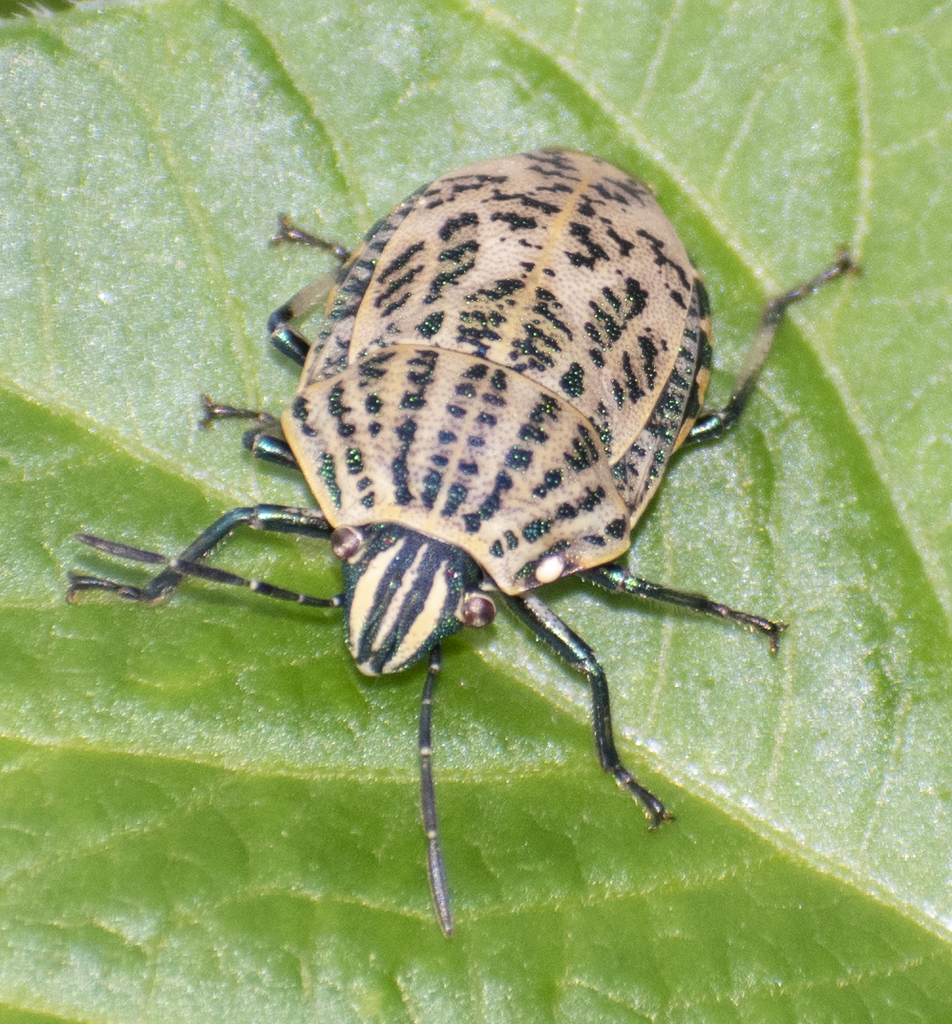 Polytes