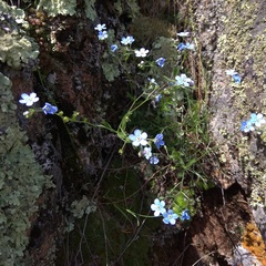 Eritrichium pectinatum