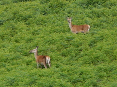 Cervus elaphus elaphus