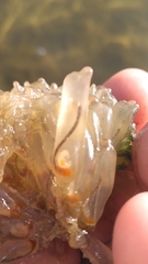 Ecteinascidia turbinata