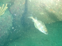 Trisopterus luscus