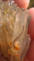 Ecteinascidia turbinata