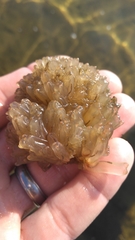 Ecteinascidia turbinata