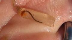 Ecteinascidia turbinata