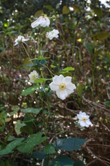 Eriocapitella × hybrida