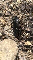 Carabus taedatus