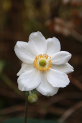 Eriocapitella × hybrida