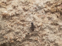 Rhyparochromus