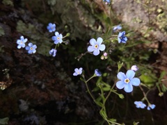 Eritrichium pectinatum