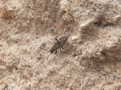 Rhyparochromus