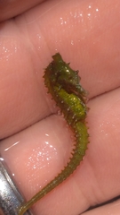 Hippocampus zosterae