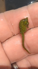 Hippocampus zosterae