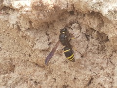 Ancistrocerus trifasciatus