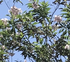 × chitalpa tashkentensis