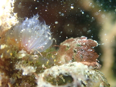 Morchellium argus