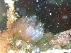 Morchellium argus