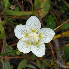 Parnassia palustris