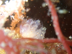 Morchellium argus