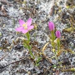 Centaurium littorale