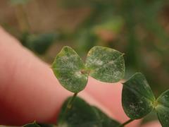 Podosphaera euphorbiae