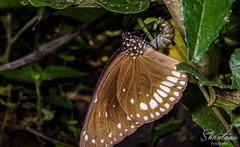 Euploea klugii kollari