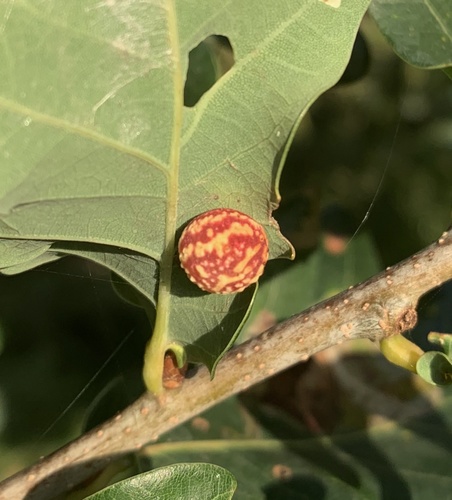 Striped Pea Gall Wasp, Vriescheloo, Vriescheloo, Groningen, NL, photo 10 of 10