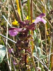 Pedicularis palustris