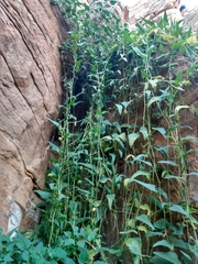 Cucurbita foetidissima