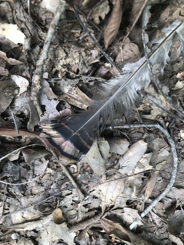 Wild Turkey photographed in Mississippi