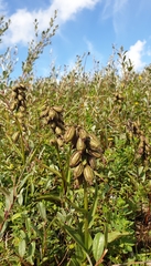 Epipactis palustris