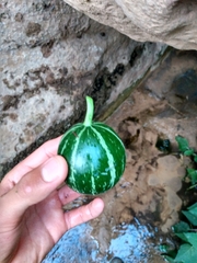 Cucurbita foetidissima