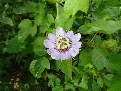 Passiflora foetida