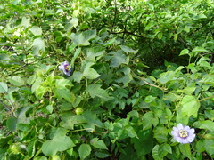 Passiflora foetida