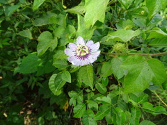 Passiflora foetida