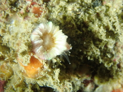 Caryophyllia