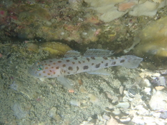 Thorogobius ephippiatus