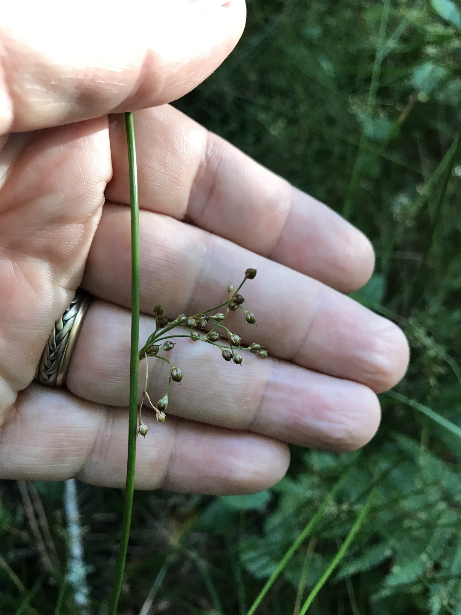 Juncus gymnocarpus