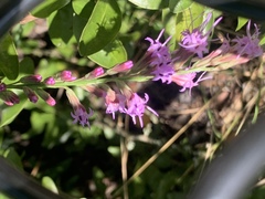 Liatris laevigata