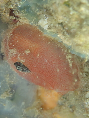 Ascidia mentula
