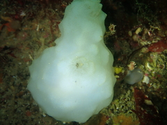 Phallusia mammillata