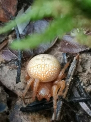 Araneus alsine