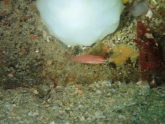 Ctenolabrus rupestris