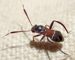 Pilophorus