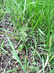 Hedeoma reverchonii